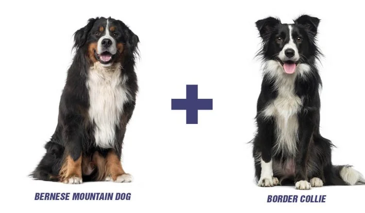 Bernese Mountain Dog Border Collie Mix
