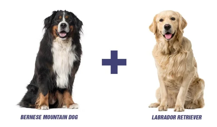 Bernese Mountain Dog Lab Mix I Labernese