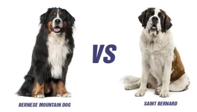 Bernese Mountain Dog Vs St Bernard: