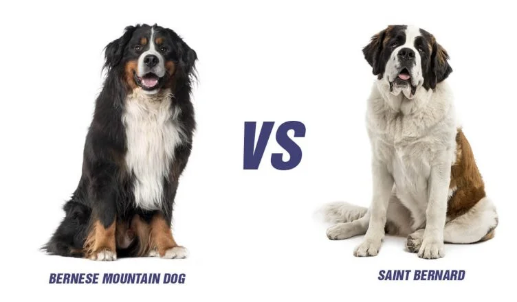 Bernese Mountain Dog Vs St Bernard: