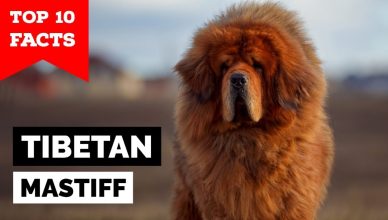10 Interesting Tibetan Mastiff Facts That You Probably Didn't Know About