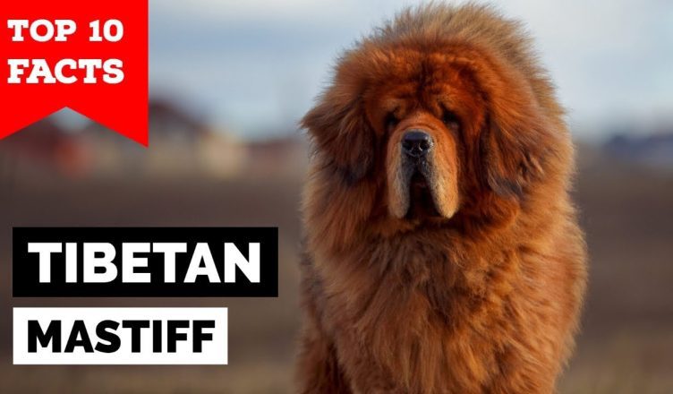 10 Interesting Tibetan Mastiff Facts That You Probably Didn't Know About