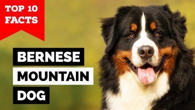 Top 10 Bernese Mountain Dogs Facts That You Didn't Know
