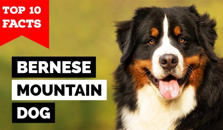 Top 10 Bernese Mountain Dogs Facts That You Didn't Know