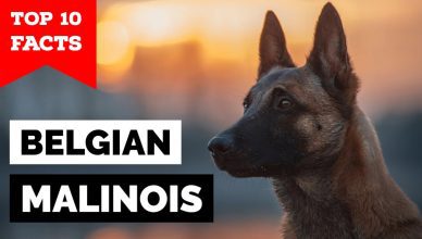 10 Belgian Malinois Facts That You Didn’t Know!