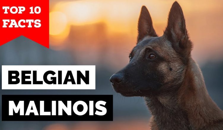 10 Belgian Malinois Facts That You Didn’t Know!