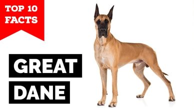 10 Amazing Great Dane Facts That Make Them Truly Special!