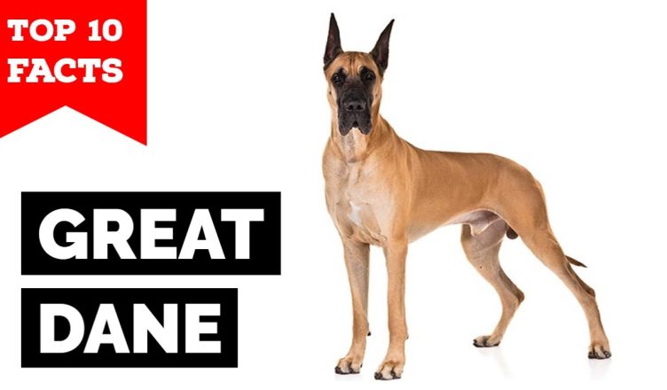 10 Amazing Great Dane Facts That Make Them Truly Special!