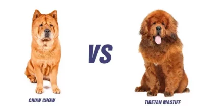 Tibetan Mastiff Vs Chow Chow: Top 10 Differences
