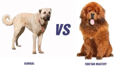 Tibetan Mastiff Vs Kangal: Top 10 Differences