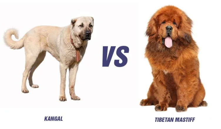 Tibetan Mastiff Vs Kangal: Top 10 Differences