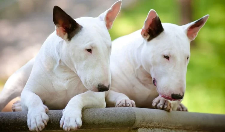 Are Bull Terriers Easy To Groom?