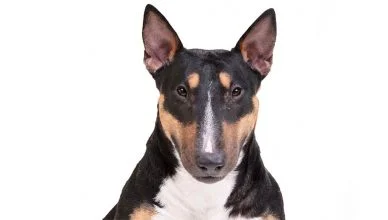 Bull Terrier Colors: Your Guide To All Amazing Coat Colors Of The Bull Terrier