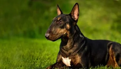 Bull Terrier Dog Breed Information: A Complete Guide