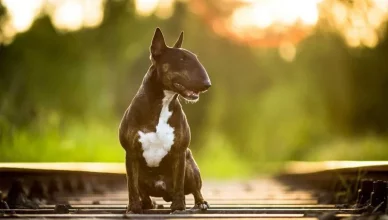 Are Bull Terriers Good Family Dogs?