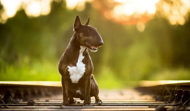 Are Bull Terriers Good Family Dogs?