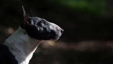 What Do Bull Terriers Look Like? (Height, Weight, Coat, and Colors)