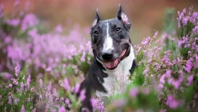 Bull Terrier Cost: Here’s A Breakdown Of Total Cost of Owning A Bull Terrier Puppy