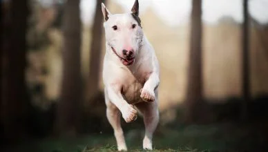 Bull Terrier Health Issues: 5 Common Health Problems That Bull Terriers Are Prone To