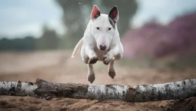 Are Bull Terriers Easy To Train?