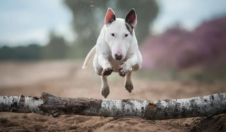 Are Bull Terriers Easy To Train?