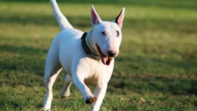 Are Bull Terriers Aggressive?