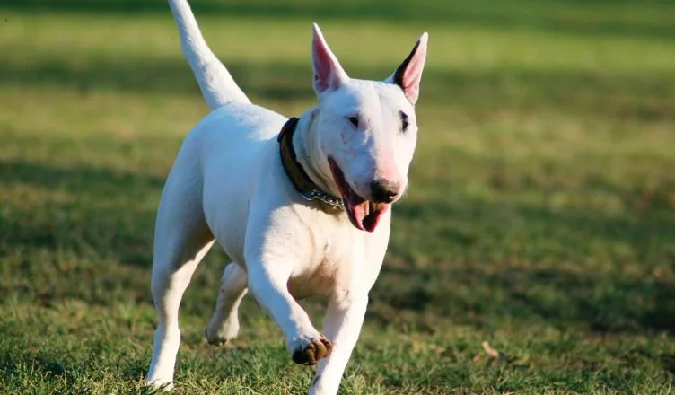 Are Bull Terriers Aggressive?