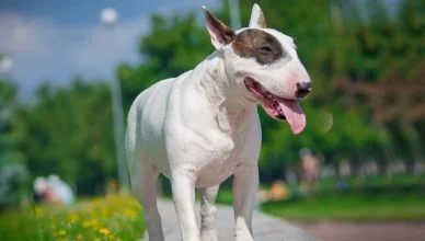 How Strong Is A Bull Terrier’s Bite? Bull Terrier Bite Force Explained!