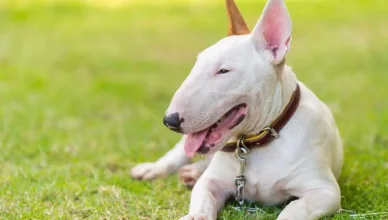 Are Bull Terriers Apartment Friendly?