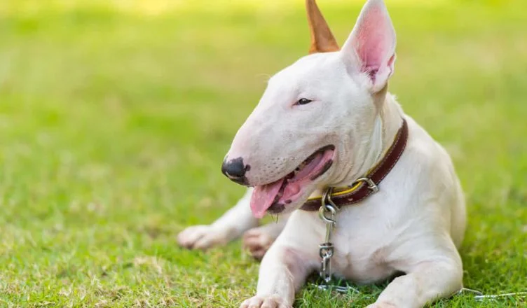 Are Bull Terriers Apartment Friendly?