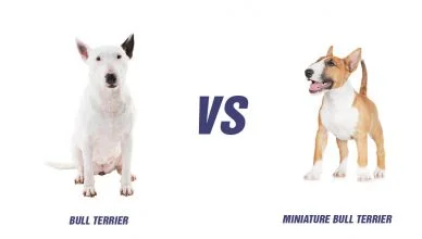Bull Terrier Vs Miniature Bull Terrier: Which Breed Is The Best For You?