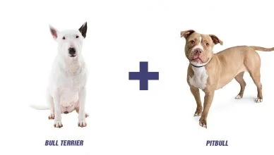 Bull Terrier Pitbull Mix- A Complete Guide To The Newest Breed Of The Canine World