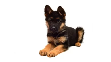 The Complete Guide to German Shepherd Dwarfism