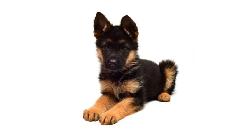 The Complete Guide to German Shepherd Dwarfism