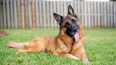 German Shepherd Colors: Get To Know All 13 Popular Coat Colors Of German Shepherds