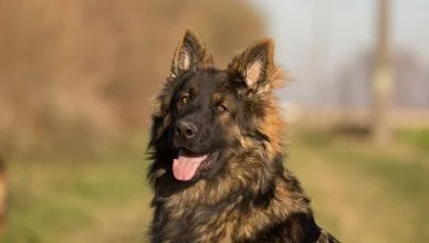 German Shepherd Breed Information: A Complete Guide