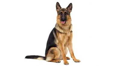 What do German Shepherds look like? (Height, Weight, Coat, and Colors)