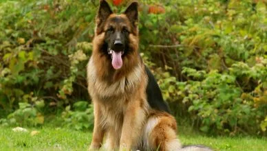 Are German Shepherds Easy To Train? 5 Easy Ways To Train A German Shepherd