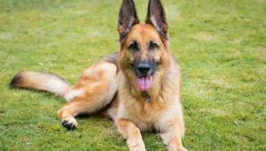 Do German Shepherds Shed? The Ultimate Guide To A German Shepherd’s Grooming