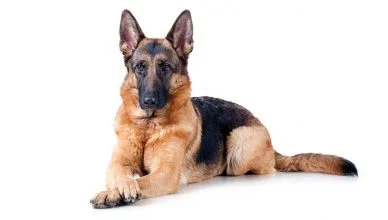 Are German Shepherds Good Family Dogs? The Pros and Cons of Owning a German Shepherd