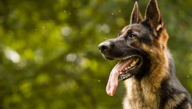 German Shepherd Cost: Here’s A Breakdown Of Total Cost of Owning A German Shepherd