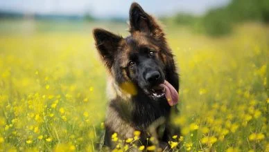 Is German Shepherd The Ideal Dog For You? Everything You Need To Know About The German Shepherd Adaptability