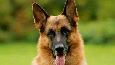 German Shepherd Health and Care