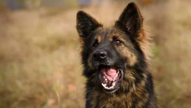 How Strong Is A German Shepherd’s Bite? The Complete Guide to German Shepherd Bite Force