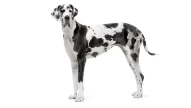 7 Official Great Dane Colors That Are Accepted for The Show Ring