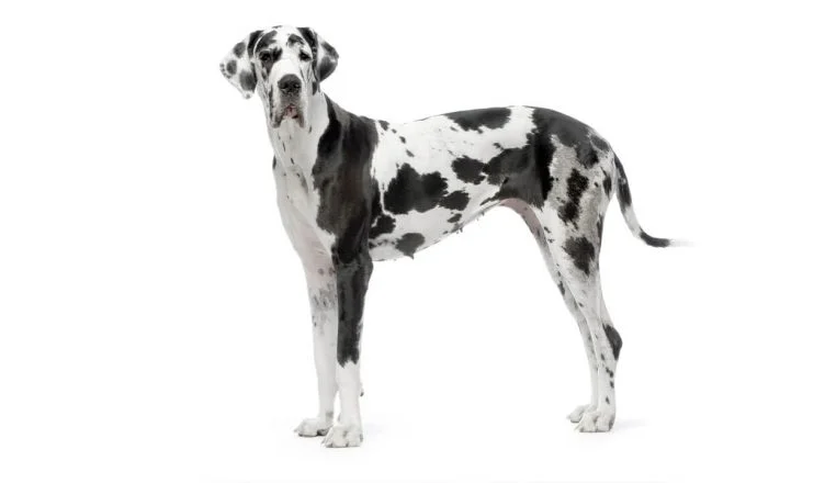 7 Official Great Dane Colors That Are Accepted for The Show Ring