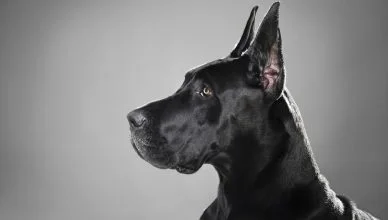 Are Great Danes Apartment Dogs? 5 Tips on Raising a Great Dane in An Apartment