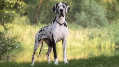 Great Dane: A Complete Breed Guide and Information
