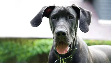 Great Dane Price: How Much Does a Great Dane Cost?
