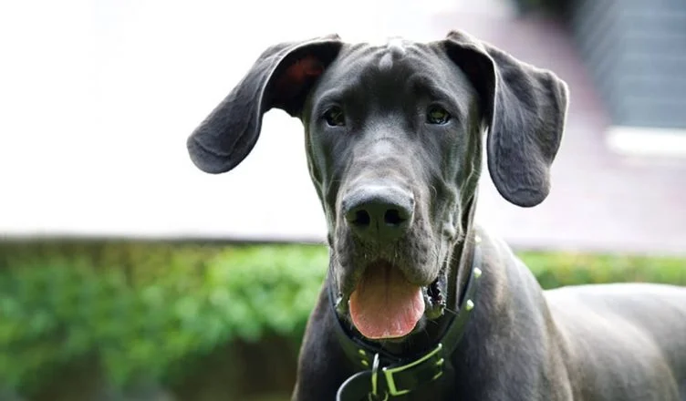 Great Dane Price: How Much Does a Great Dane Cost?
